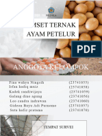 Ayam Petelur