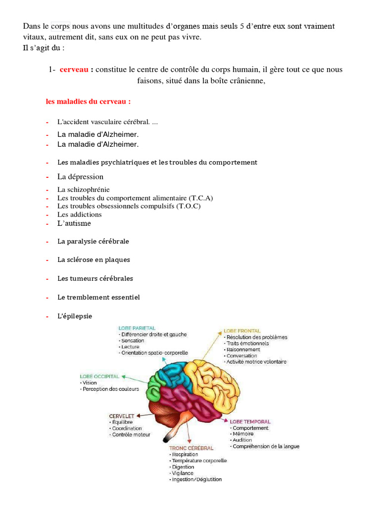 Les 5 organes vitaux du corps humain | PDF | Cœur | Poumon