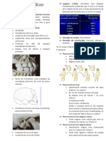 Biogênese Da Dentição Permanente - Aula 4 - Ortodontia