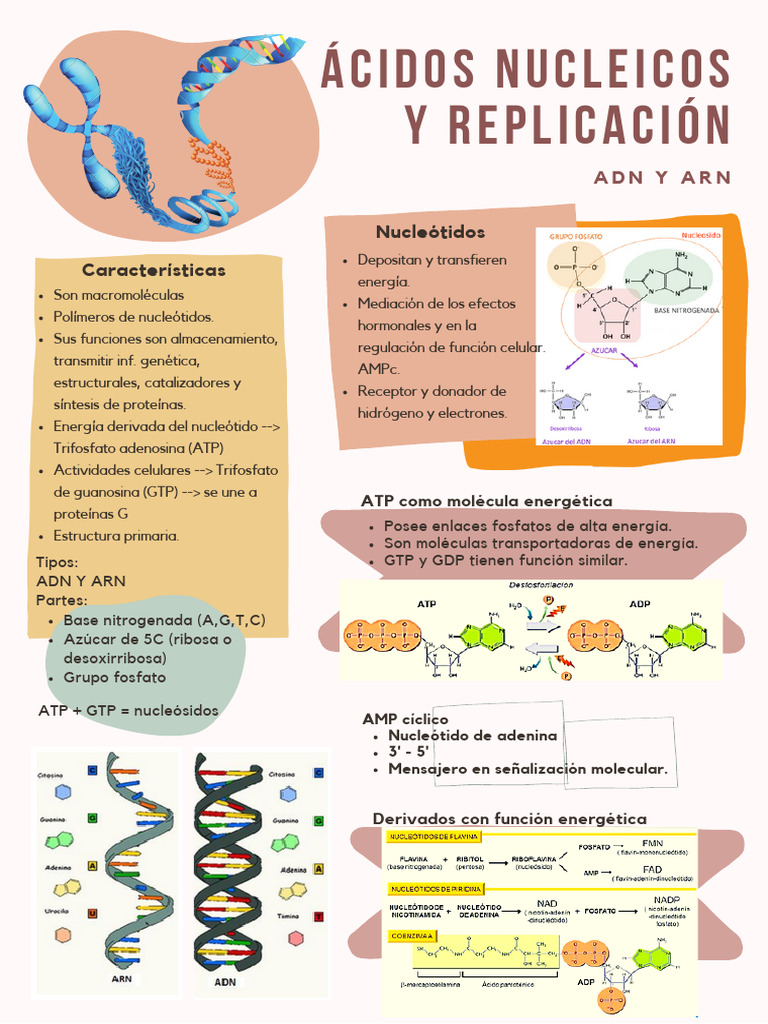 Ácidos Nucleicos y Replicación | PDF | Adn | Replicación De Adn