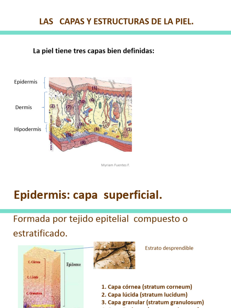 Estructura y Capas de la Piel | PDF | Epidermis | Piel