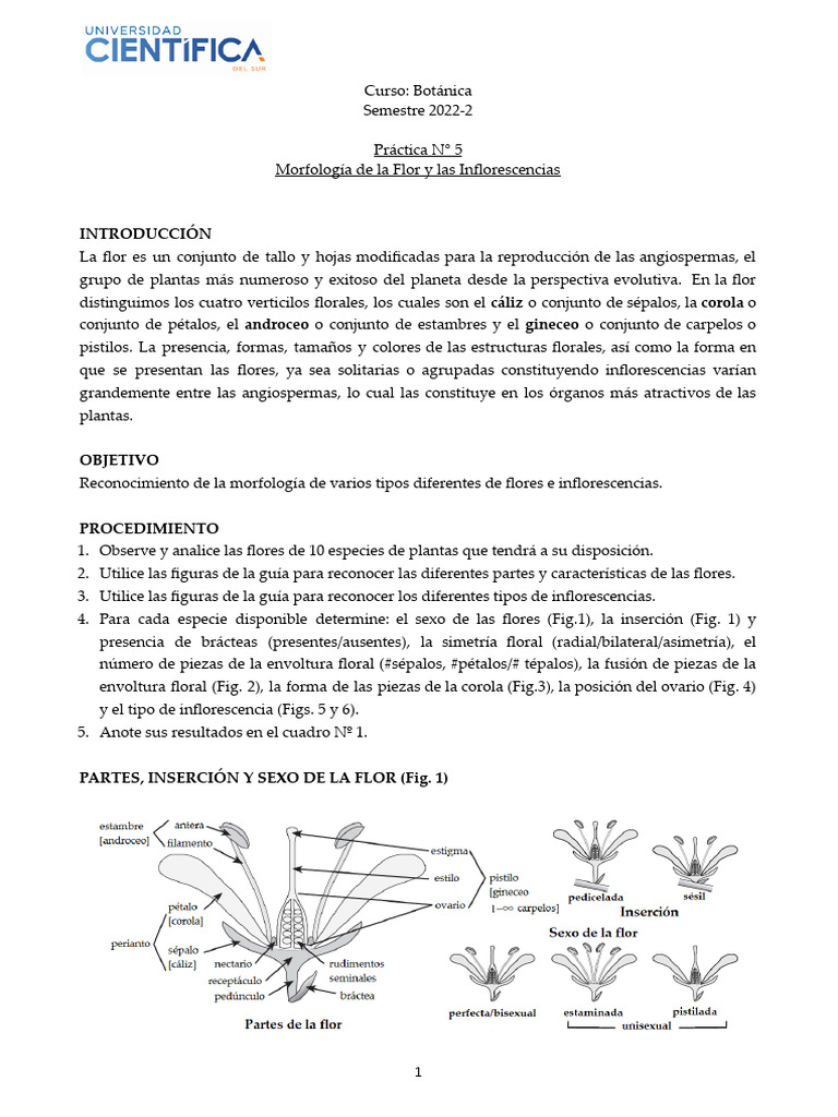 Morfología de Flores e Inflorescencias | PDF | Flores | Técnicas hortícolas