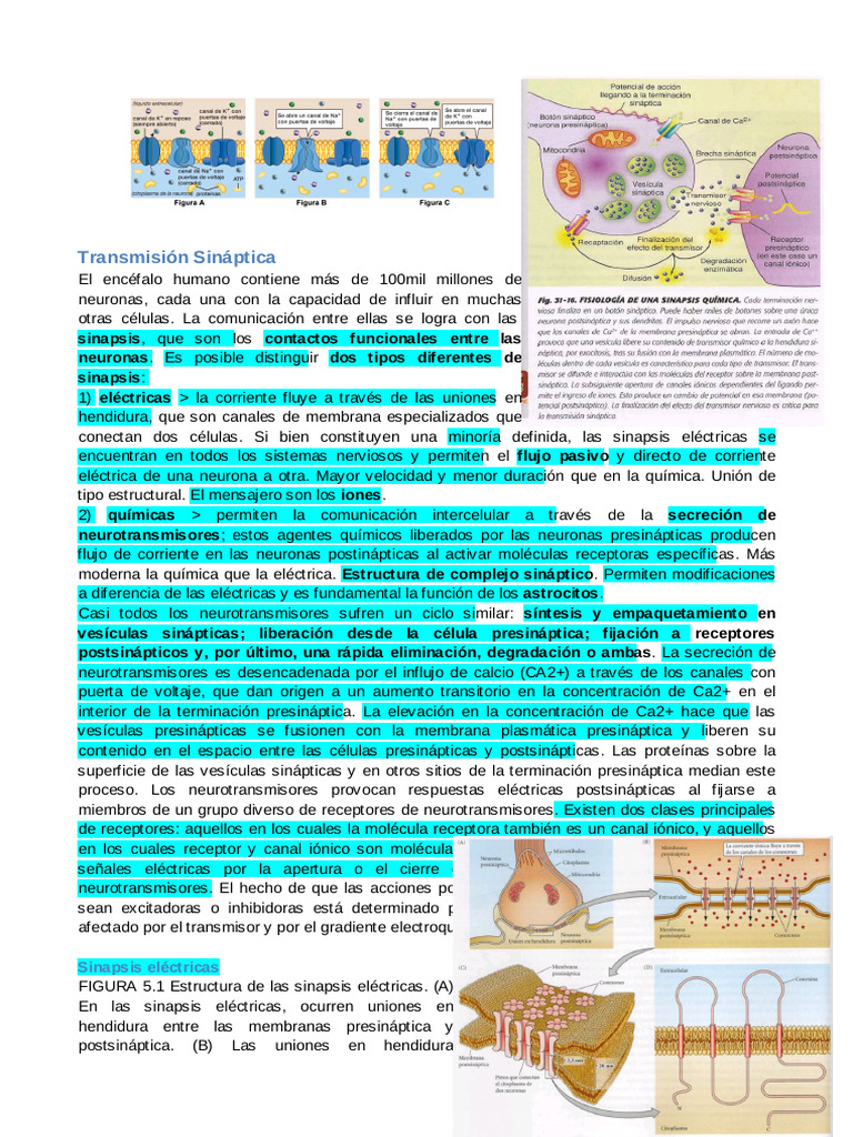 Tipos y Funciones de Sinapsis Neurales | PDF | Sinapsis | Potencial de ...