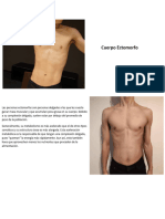 Tipos de Cuerpo