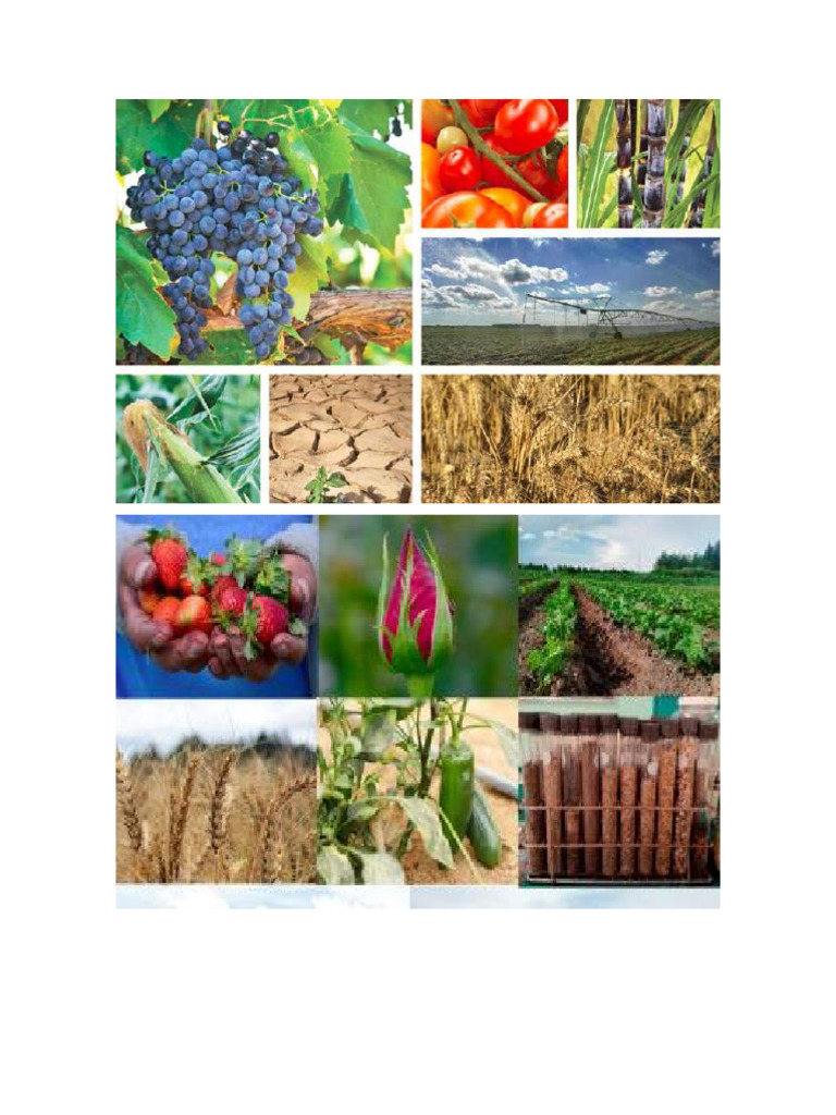 Agricultura Pdf
