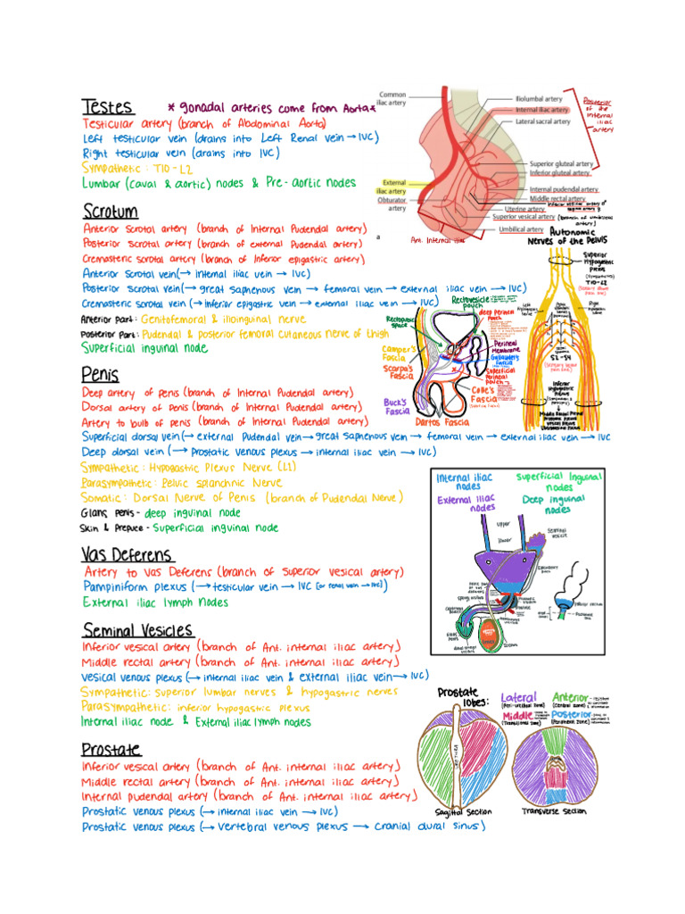 Endo & Repro 1 Male & Female Anatomy Study Guide (Hiba) F2020 PDF