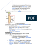 Partes Del Cuerpo Humano: Editar