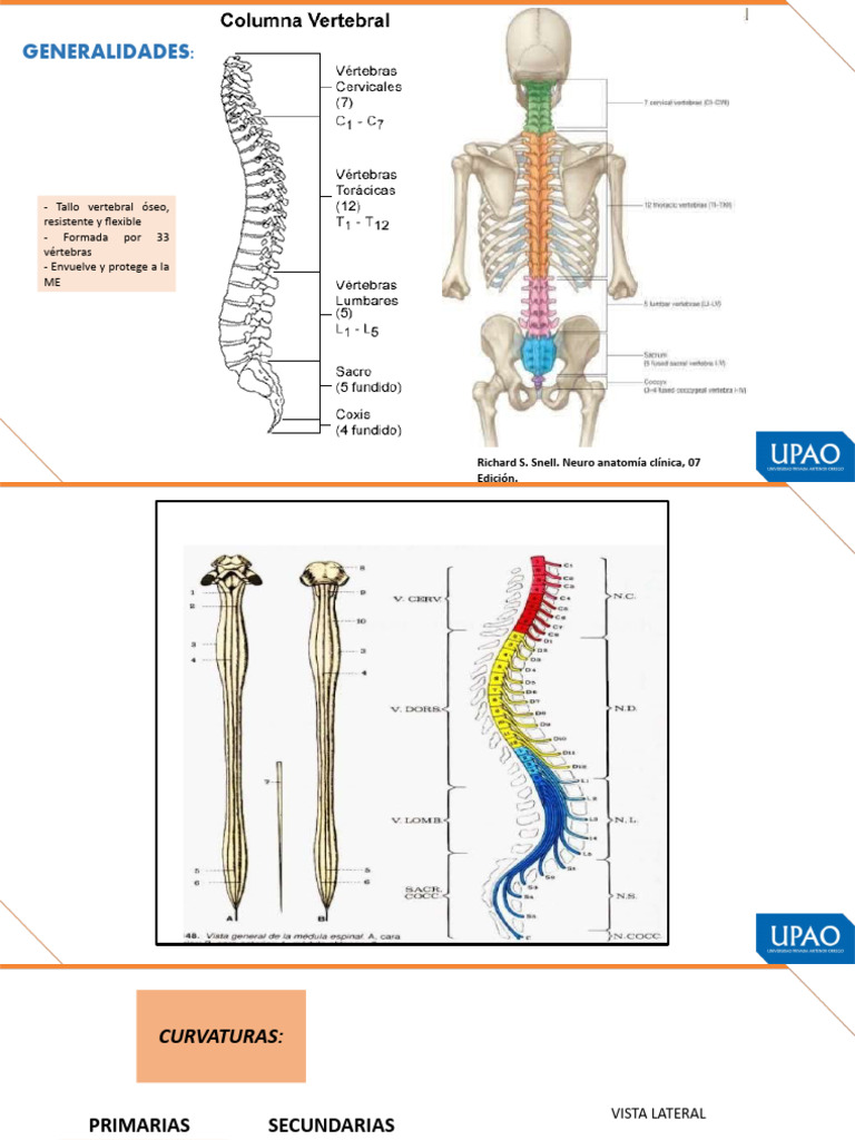 Trauma Vertebro Medular00 | PDF | Inflamación | Vértebra