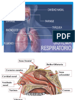 Sistema Respiratorio