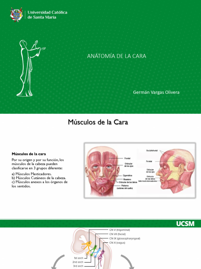 Anatom a de la cara 2023 pdf anatom a sistema musculoesquel tico