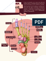 Huesos y Articulaciones Del Pie