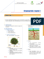 Organografia Vegetal