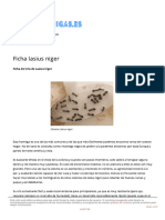 Ficha de Cría de Lasius Niger