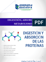 Equipo 3, Digestión Absorción de Las Proteinas