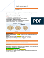 Neuroanatomia