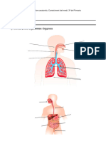 Actividad Anatomía B