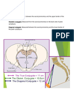 Pelvis-WPS Office Kim