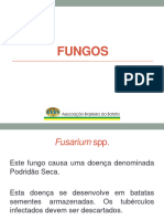 Fungos Ok 1