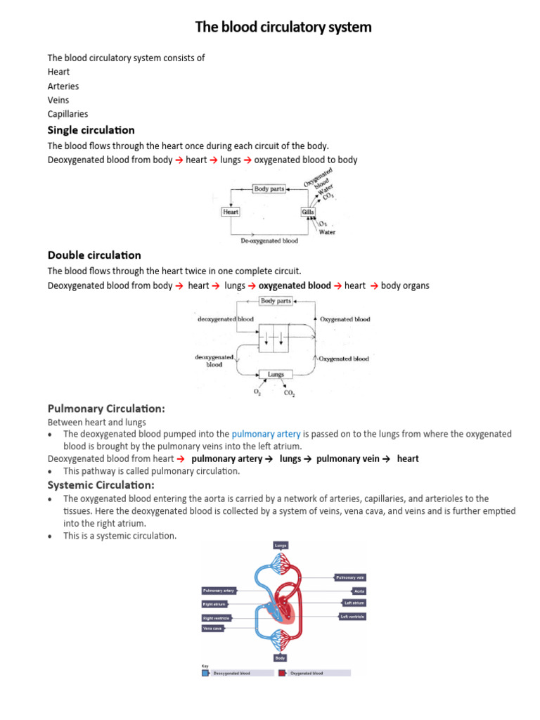 Double Circulation | PDF
