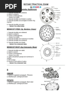 BSc 1st Year Botany Practical Guide | PDF | Plant Stem | Vector ...