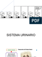 Sistema Urinario