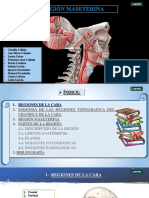 Región Maseterina