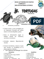 Tortugas