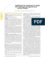 Evaluation of Antibiotics For Treatment of Cattle Infected With Leptospira Borgpetersenii Serovar Hardjo