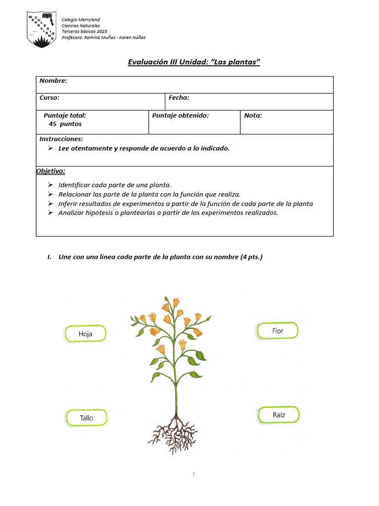Ev. III Unidad Las Plantas | PDF | Plantas | Tallo de la planta