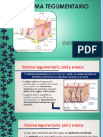 Sistema Tegumentario