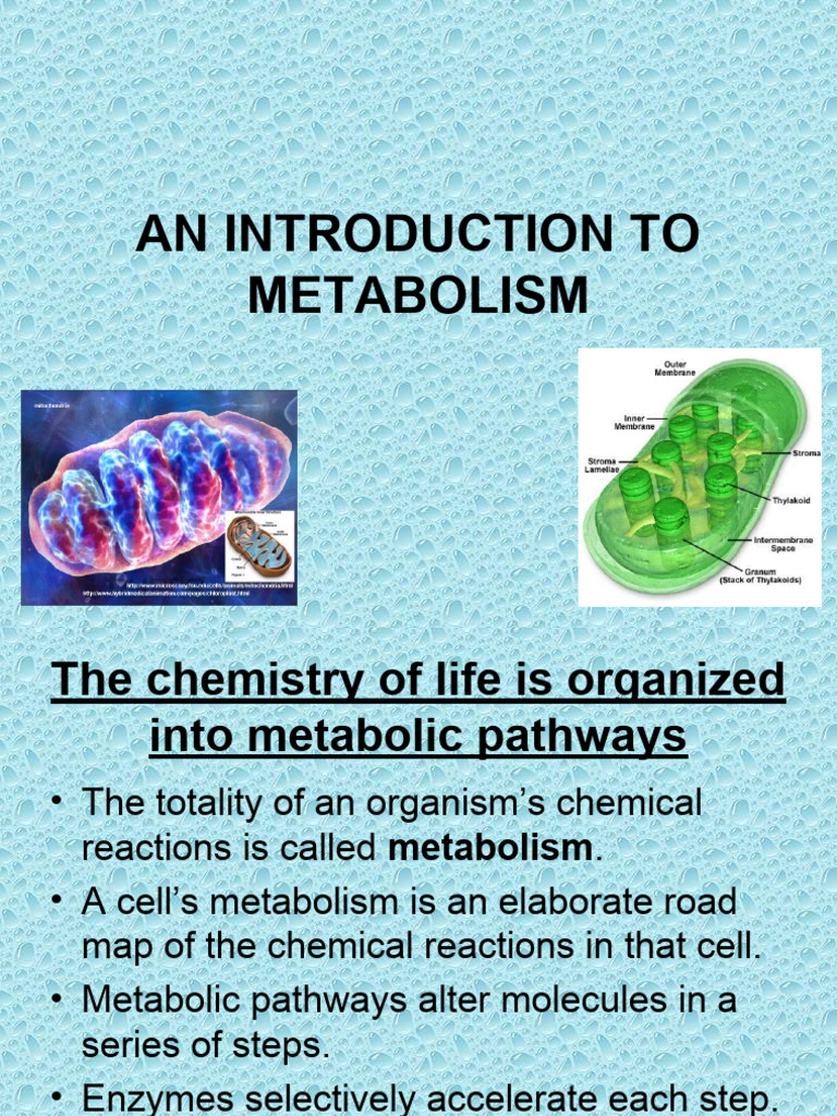 Overview of Metabolism and Energy Transformations | PDF | Metabolic ...