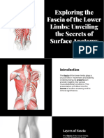Surface Anatomy. Fascia of Lower Limbs