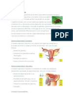 Reprodução Humana