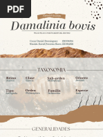 Damalinia Bovis
