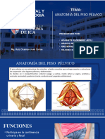 Anatomia Del Piso Pelvico