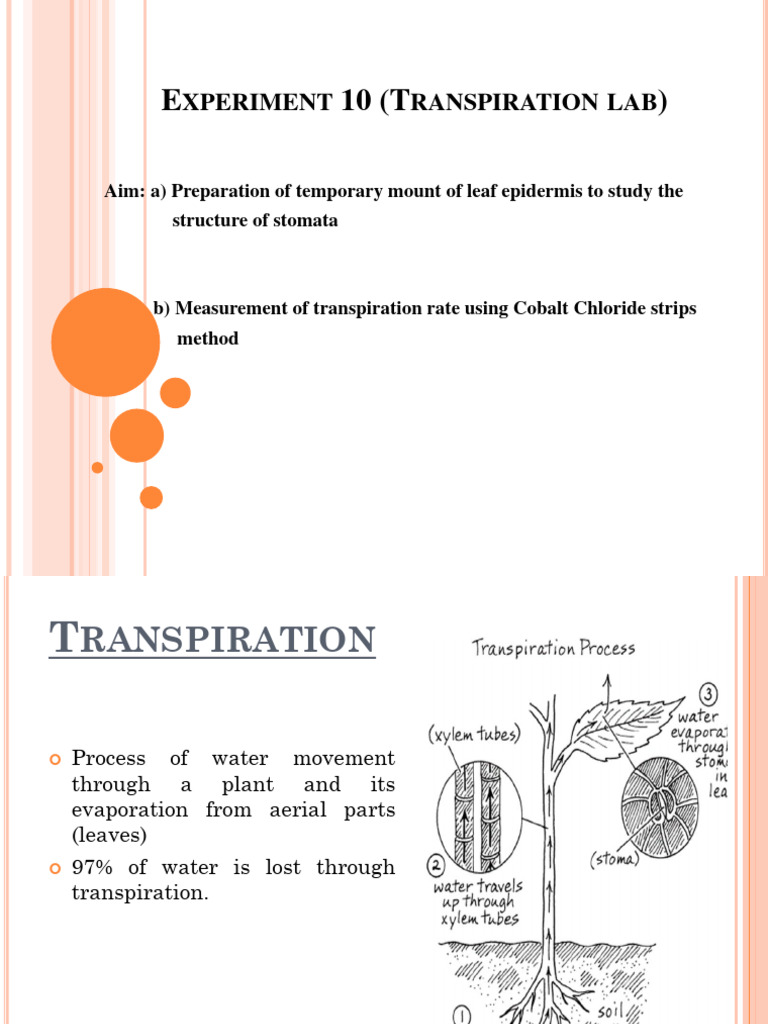 Transpiration Lab PDF Stoma Leaf