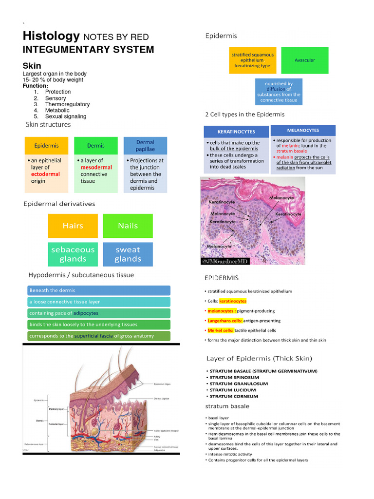HISTOLOGY-NOTES-by-Red Integumentary | PDF