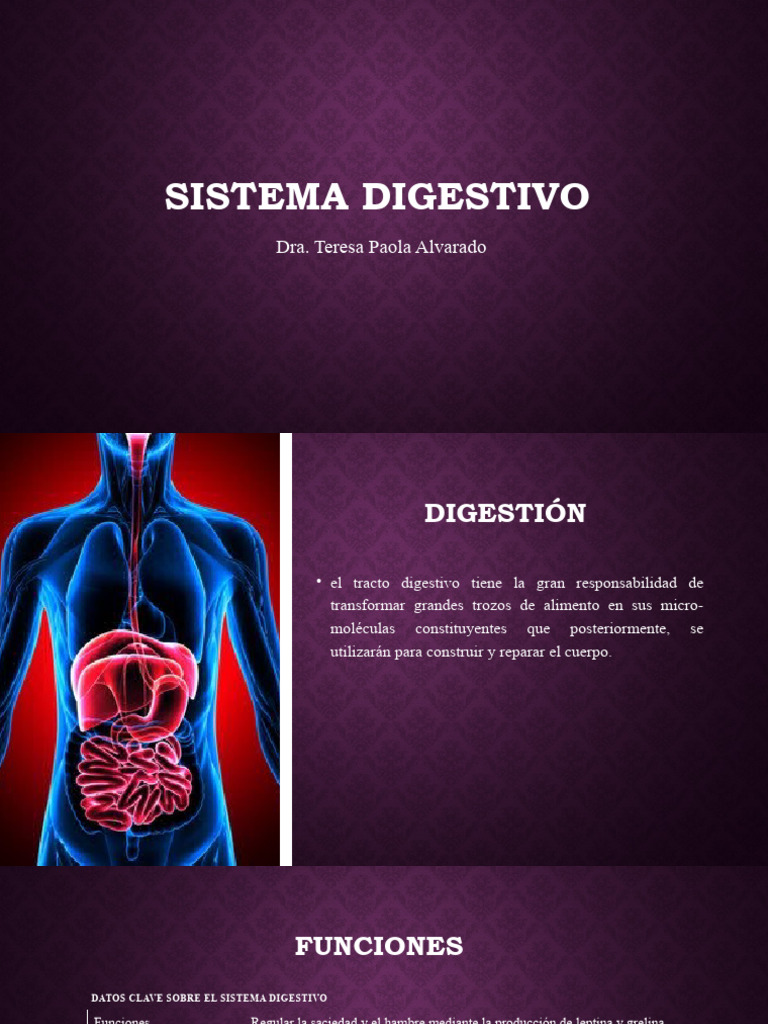 Anatomia Sistema Digestivo 2023 Pdf Sistema Digestivo Humano