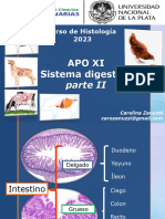 Diapositivas Clase Teórica-Sistema Digestivo II-2023