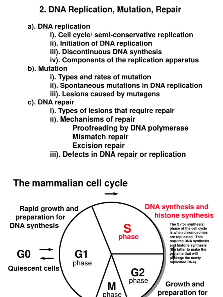 DNA Replication: Mechanisms and Repair | PDF | Dna Replication | Primer ...