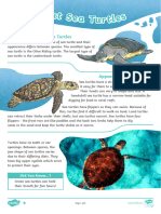 Cfe e 1631707075 All About Sea Turtles Differentiated Reading Comprehension Ver 2