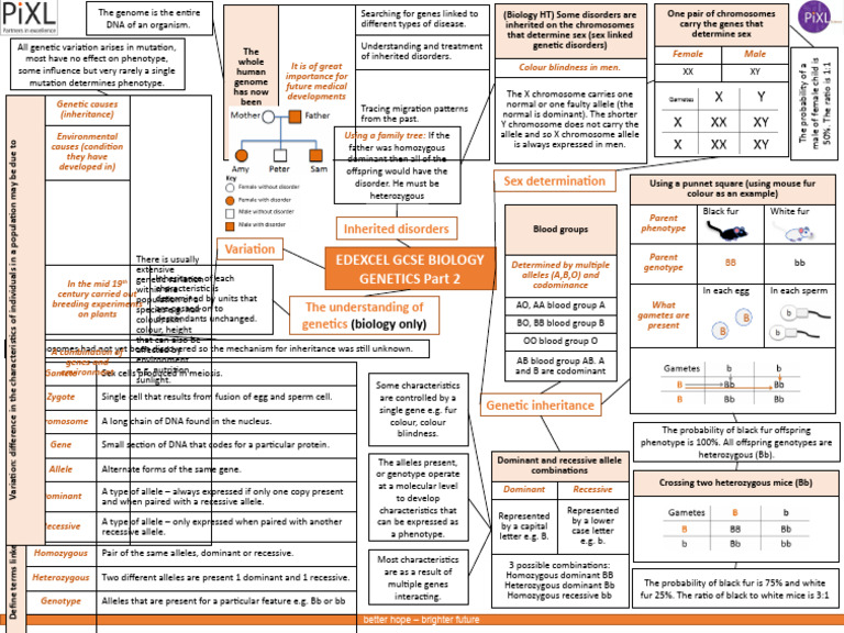 Edexcel Biology Genetics Knowledge MAT Part 2 GCSE | PDF | Dominance ...