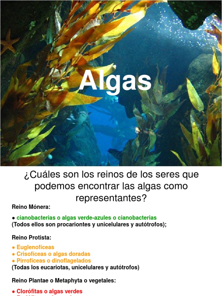 Clasificación de las algas y su importancia | PDF | Algas | Cianobacterias