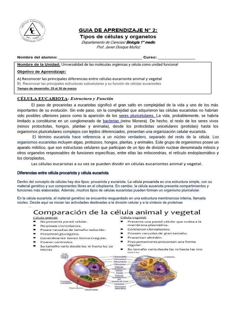 Estructura y Función de Células Eucariontes | PDF | Eucariotas ...