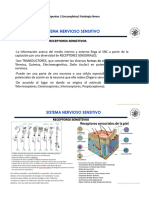 Apuntes 2 (incompletos) Fisiología Neuro-1