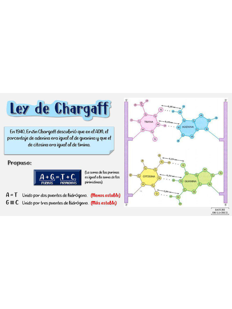 ley-de-chargaff-pdf
