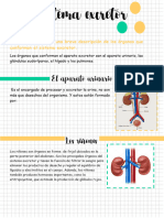 Organos Del Sistema Excretor