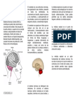 CEREBRO