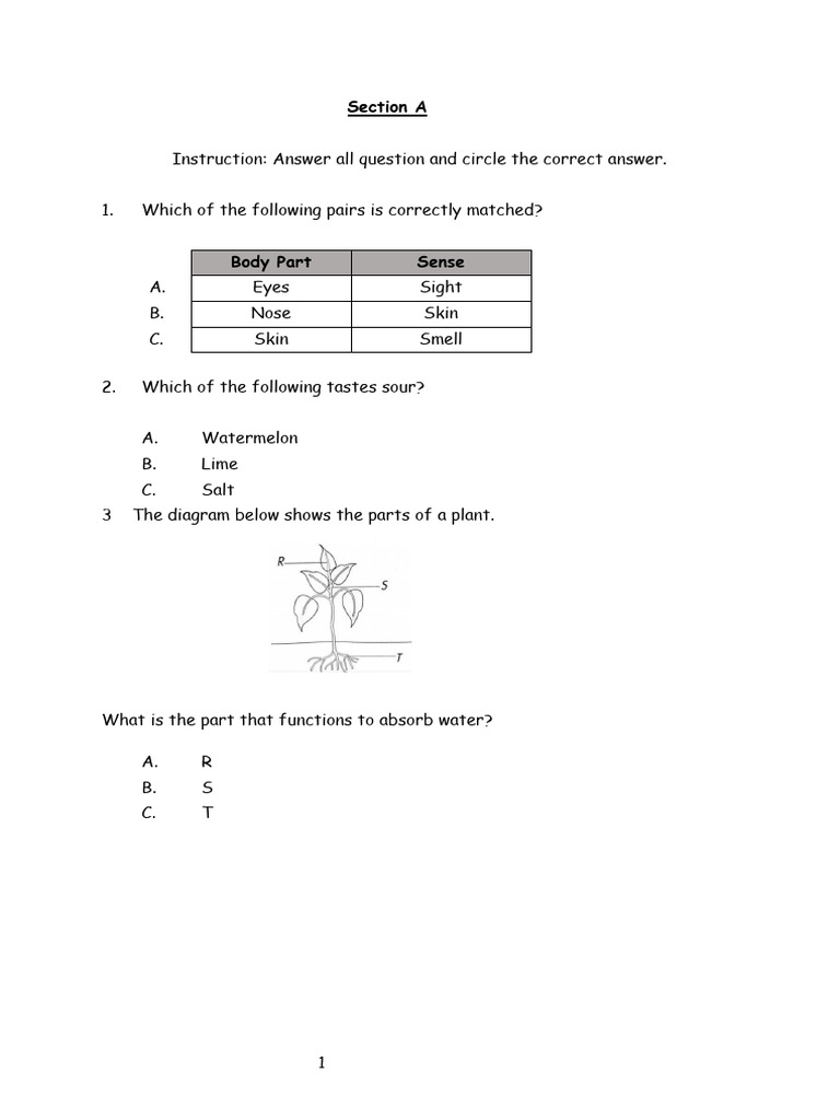 Science year 1 new pdf taste magnet