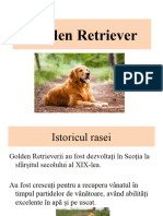 Golden Retriever